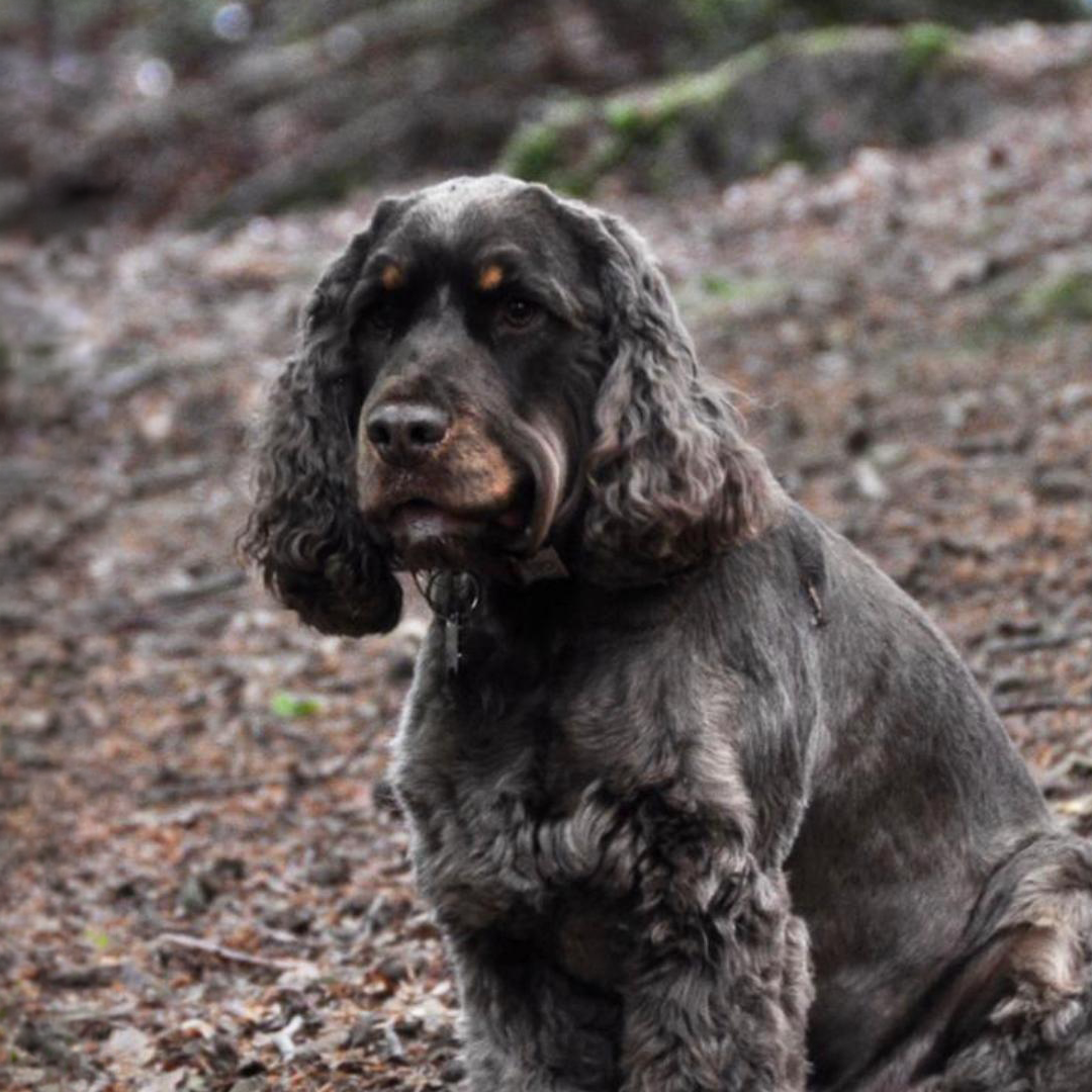 Wilfred the Cocker Spaniel, the resident dog and Chief Morale Officer at the garage.