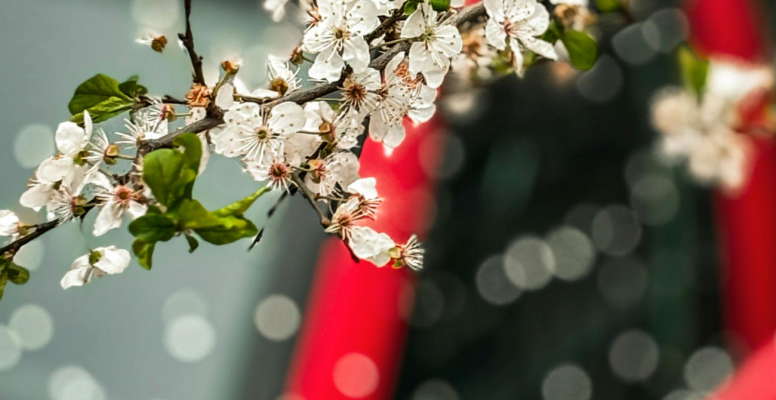 SpringCar_Featured_1920670